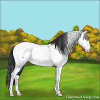 Horse Color:Black Splash Appaloosa 