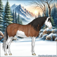 Horse Color:Buckskin Splash Rabicano 