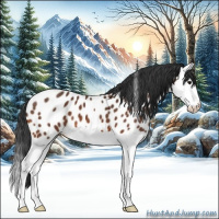 Horse Color:Bay Splash Appaloosa
