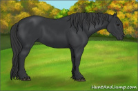 Horse Color:Black Rabicano 