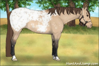 Horse Color:Bay Dun Appaloosa 