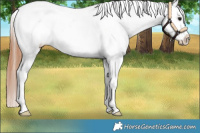 Horse Color:Bay Dun Snowflake Varnish 