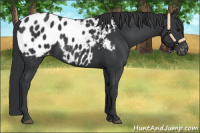 Horse Color:Black Appaloosa 