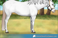 Horse Color:Red Dun Splash Blanket 