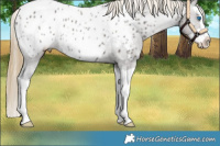 Horse Color:Smoky Grullo Splash Appaloosa 