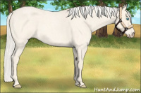 Horse Color:Cremello Roan 