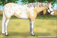 Horse Color:Palomino Splash Appaloosa 