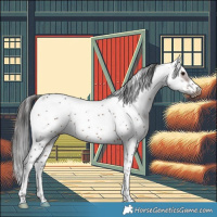 Horse Color:Bay Sabino Frame 