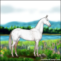 Horse Color:Gray Chestnut Blanket 