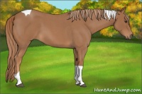 Horse Color:Red Roan Tobiano 