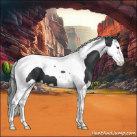 Horse Color:Black Splash Tobiano 