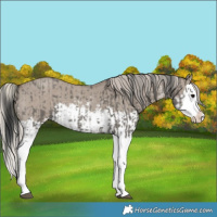 Horse Color:Grullo Sabino Splash  and Silver Grullo Sabino Splash 