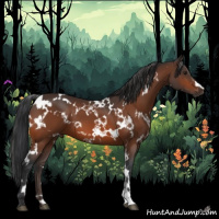 Horse Color:White Spotted Brown 