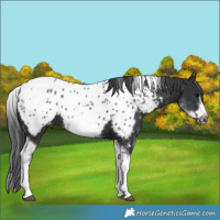 Horse Color:White Spotted Black Splash Tobiano Frame Near Leopard 