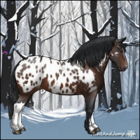 Horse Color:Bay Appaloosa 