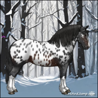 Horse Color:Brown Appaloosa