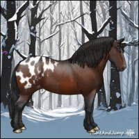 Horse Color:Brown Appaloosa 