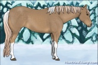 Horse Color:Palomino Tobiano 
