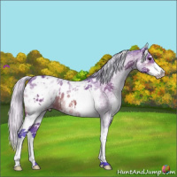 Horse Color:Watercolor White Spotted Silver Bay Near Leopard 