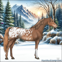 Horse Color:Chestnut Ice Appaloosa 