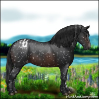 Horse Color:Brown Appaloosa 