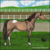 Horse Color:Bay Dun Appaloosa 