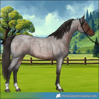Horse Color:Liver Red Roan Rabicano 