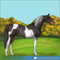 Horse Color:Liver Chestnut Tobiano Rabicano 