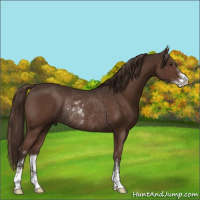 Horse Color:Liver Chestnut Sabino Rabicano 