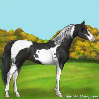 Horse Color:Liver Chestnut Sabino Tobiano 