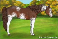Horse Color:White Spotted Liver Chestnut Sabino 