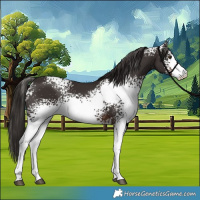 Horse Color:White Spotted Liver Chestnut Sabino
