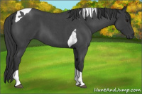 Horse Color:Blue Roan Tobiano 