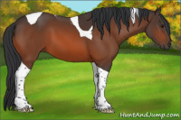 Horse Color:Bay Tobiano 