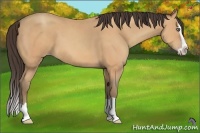 Horse Color:Amber Champagne Splash 