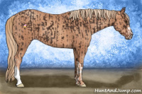 Horse Color:Liver Chestnut  and Gold Champagne 