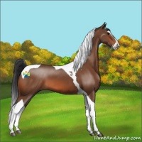 Horse Color:Bay Splash Tobiano 