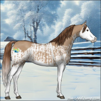 Horse Color:Red Dun Splash and Red Dun Splash
