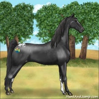 Horse Color:Black Appaloosa 