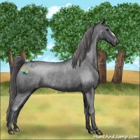 Horse Color:Black Appaloosa Rabicano 