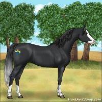 Horse Color:Black Splash 
