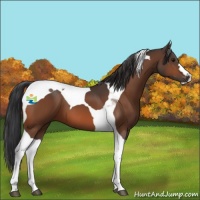 Horse Color:Bay Tobiano