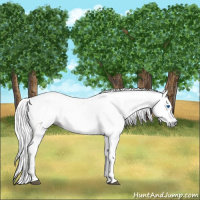 Horse Color:Gray Chestnut Splash Frame  and Gray Chestnut Splash Frame 