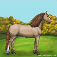 Horse Color:Red Dun Rabicano 