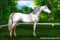 Horse Color:Gray Chestnut 