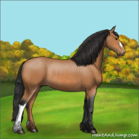 Horse Color:Bay Rabicano 