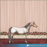 Horse Color:Bay Appaloosa