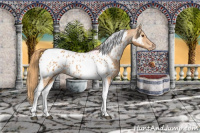 Horse Color:Chestnut Tobiano Appaloosa 