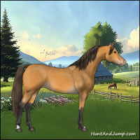 Horse Color:Buckskin 