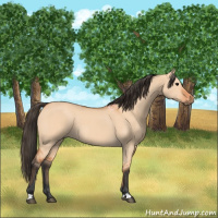 Horse Color:Bay Dun